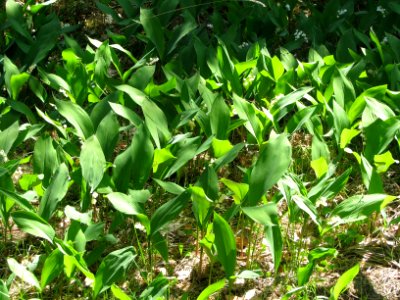 Convallaria majalis 6003