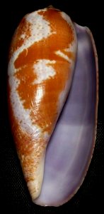 Conus tulipa2 - Biolib.cz
