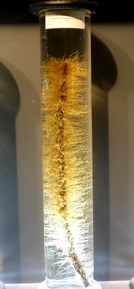 Cordylophora lacustris, Allman, 1871 - Museum fur Naturkunde, Berlin - DSC00135