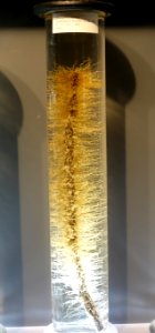 Cordylophora lacustris, Allman, 1871 - Museum fur Naturkunde, Berlin - DSC00135