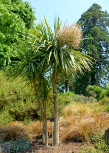 Cordyline australis - Savill Garden - Windsor Great Park, England - DSC05962