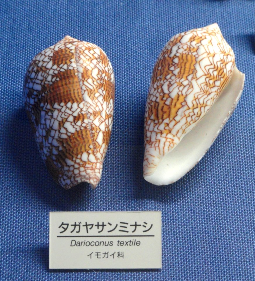 Conus textile - Osaka Museum of Natural History - DSC07840