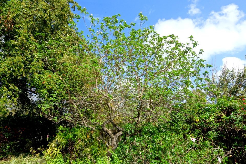 Cordia boissieri - Mounts Botanical Garden - Palm Beach County, Florida - DSC03807