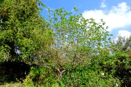 Cordia boissieri - Mounts Botanical Garden - Palm Beach County, Florida - DSC03807