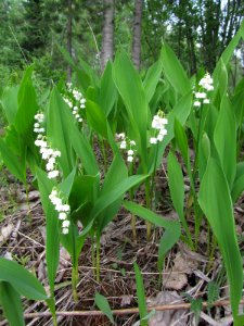 Convallaria majalis Kemi, Finland 02.06.2013