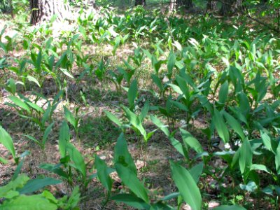 Convallaria majalis 6002