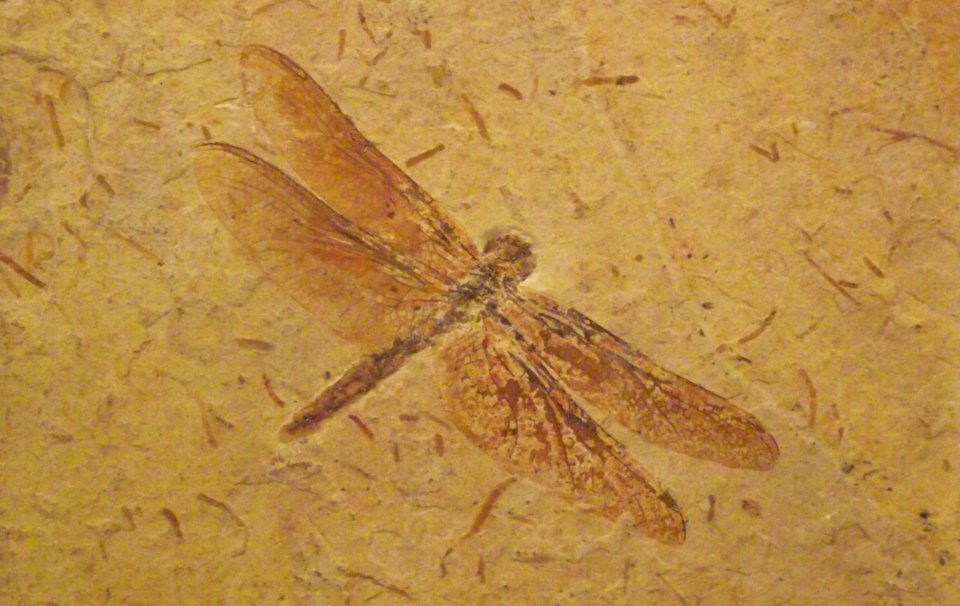 Cordulagomphus fossil