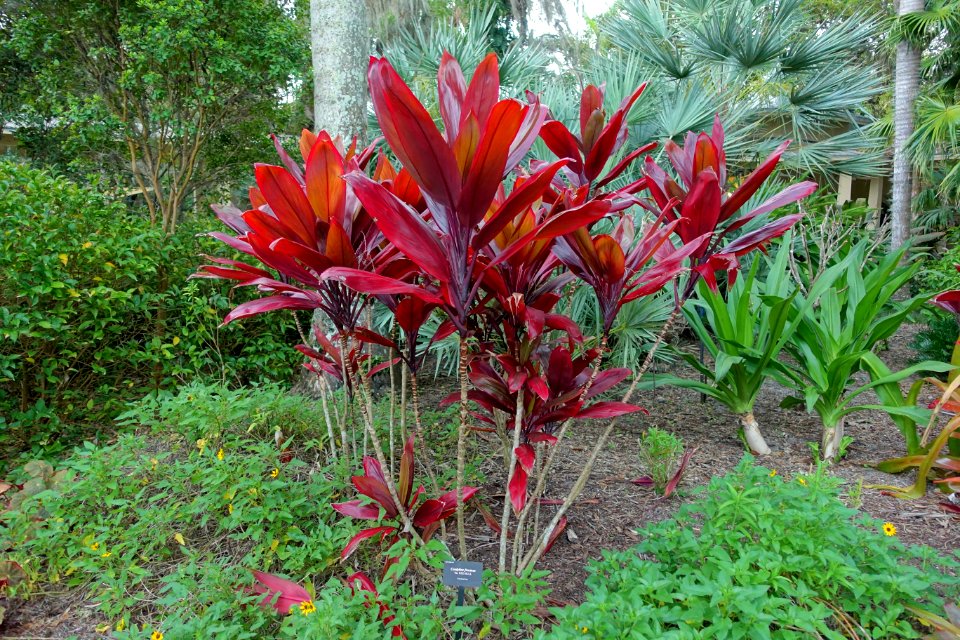 Cordyline fruticosa 'Red Bull' - McKee Botanical Garden - Vero Beach, Florida - DSC03046