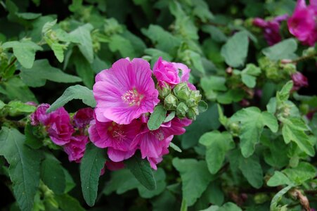 Flower pink plant photo