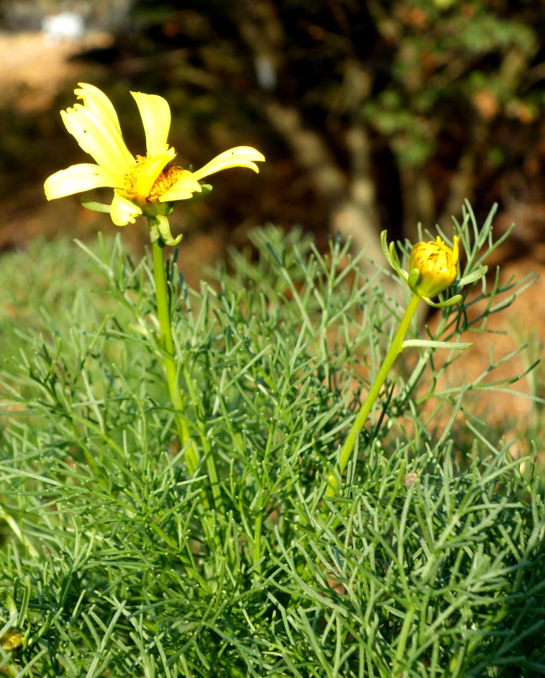 Coreopsis gigantea - San Luis Obispo Botanical Garden - DSC06054
