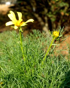 Coreopsis gigantea - San Luis Obispo Botanical Garden - DSC06054