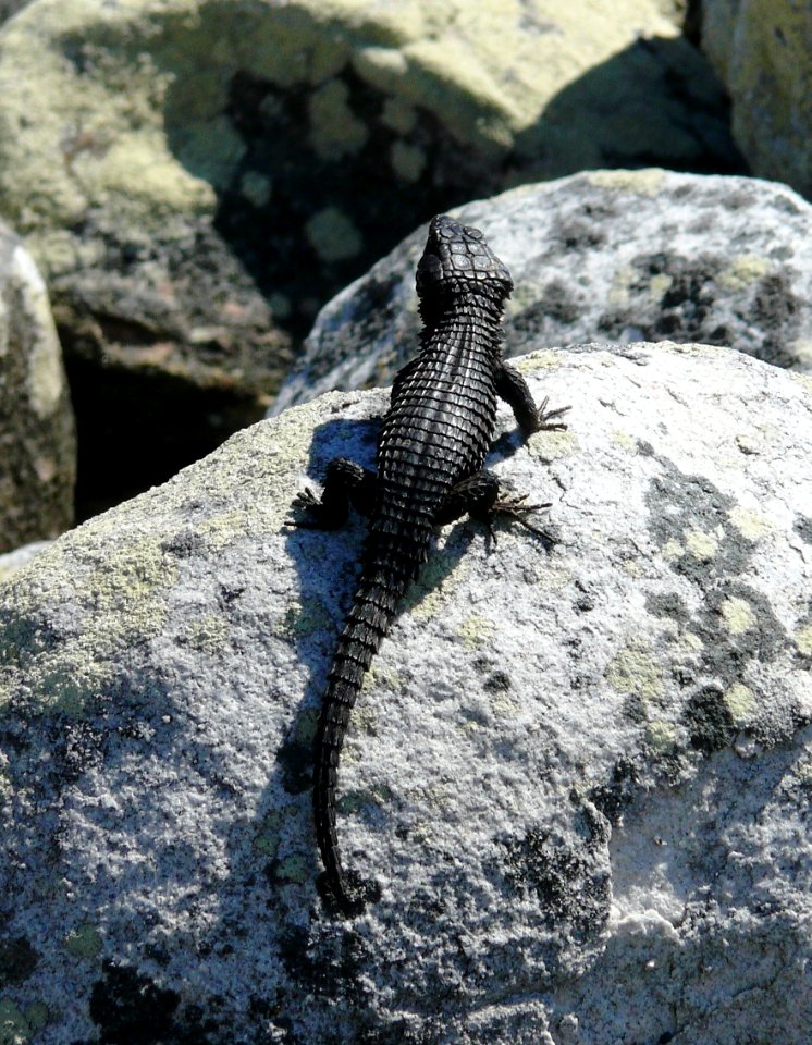 Cordylus niger - Western Cape South Africa