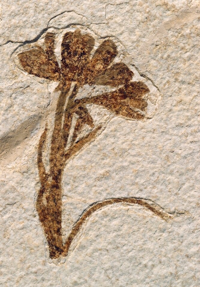 Rock fossilized prehistoric