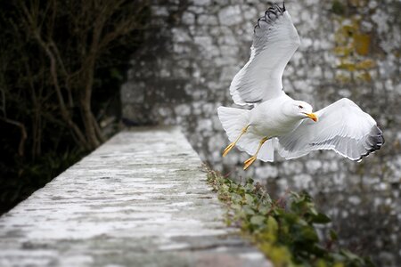 Animal nature seagulls
