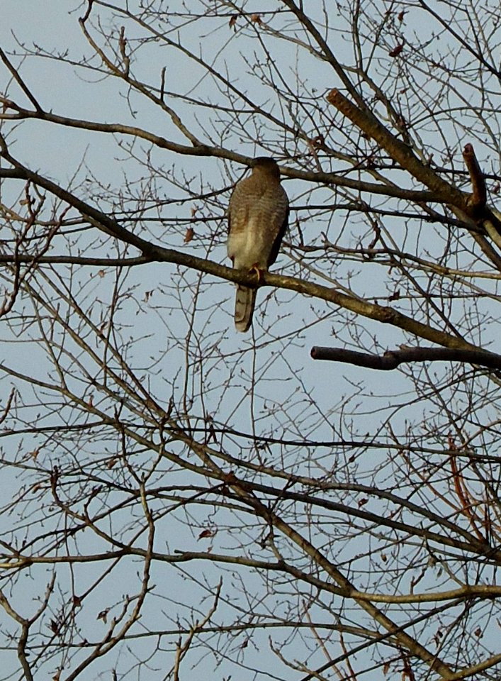 Cooper's Hawk sitting in a tree in New Jersey