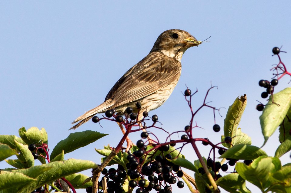 Corn bunting (Emberiza calandra)