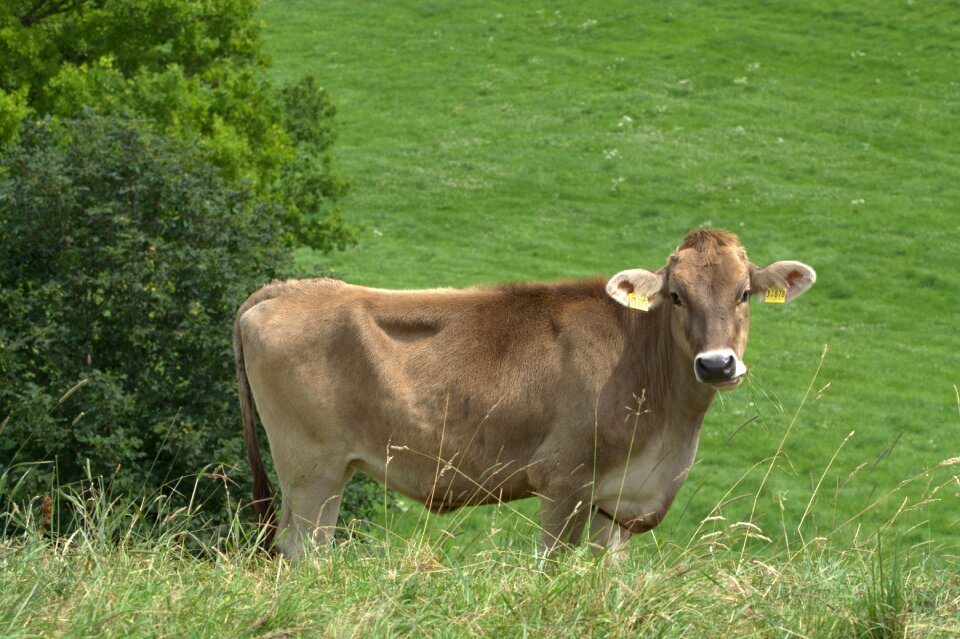 Horned highlands alpine cattle