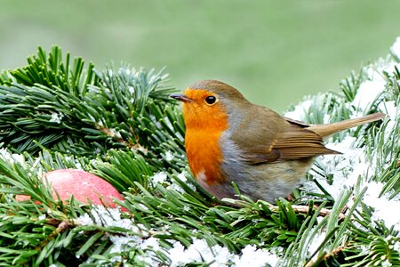 Winter garden foraging