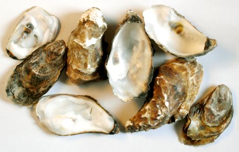 CookedOysterShells