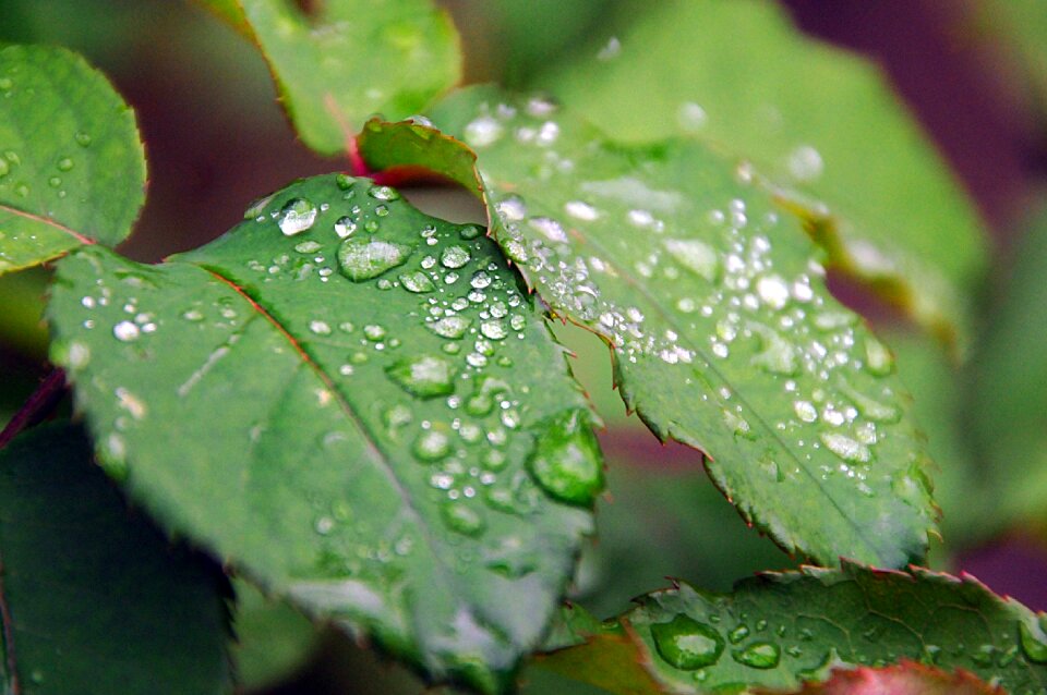 Drop rime in the morning