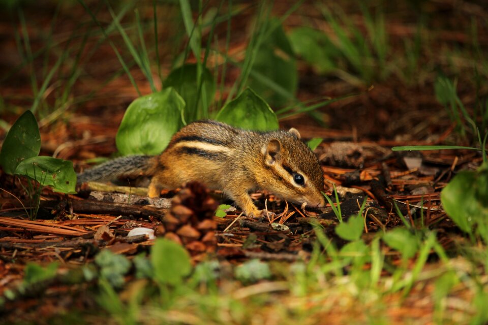 Young exploring mammal