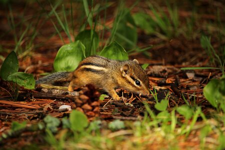 Young exploring mammal