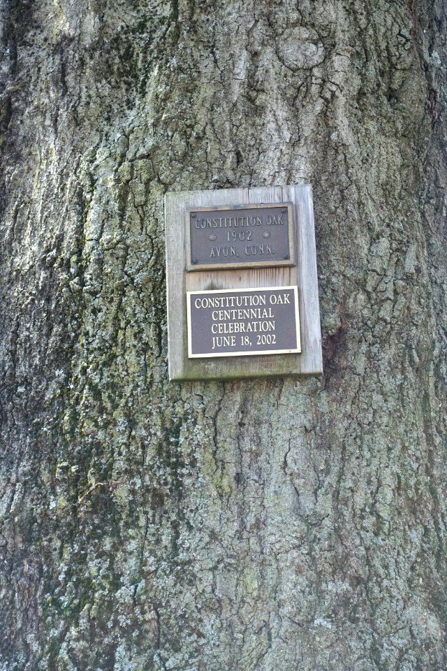 Constitution Oak markers - Avon, CT - DSC02209