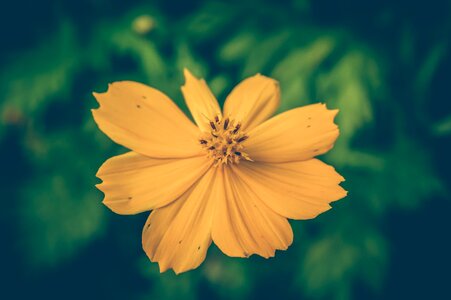 Background floral beautiful