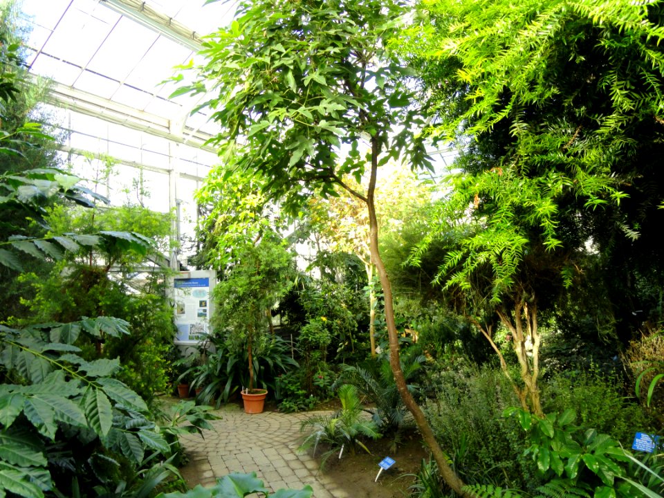 Cool Temperate House - Lyman Plant House, Smith College - DSC04376