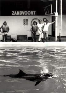 De zieke aangespoelde witsnuitdolfijn in het Dolfirama. NB. een jaar later overleden in een Dolfirama te Duitsland. Aangekocht in 1983 van fotograaf C. de Boer. - Negatiefnummer 22141 k 2a. , NL-HlmNHA 54013194 02
