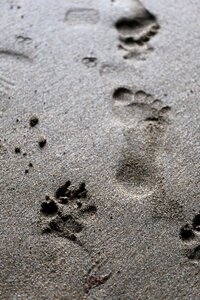 Animal foot print photo