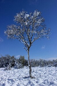 Nature reserve wetland birch