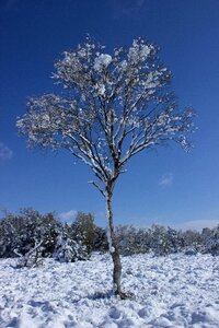 Nature reserve wetland birch photo