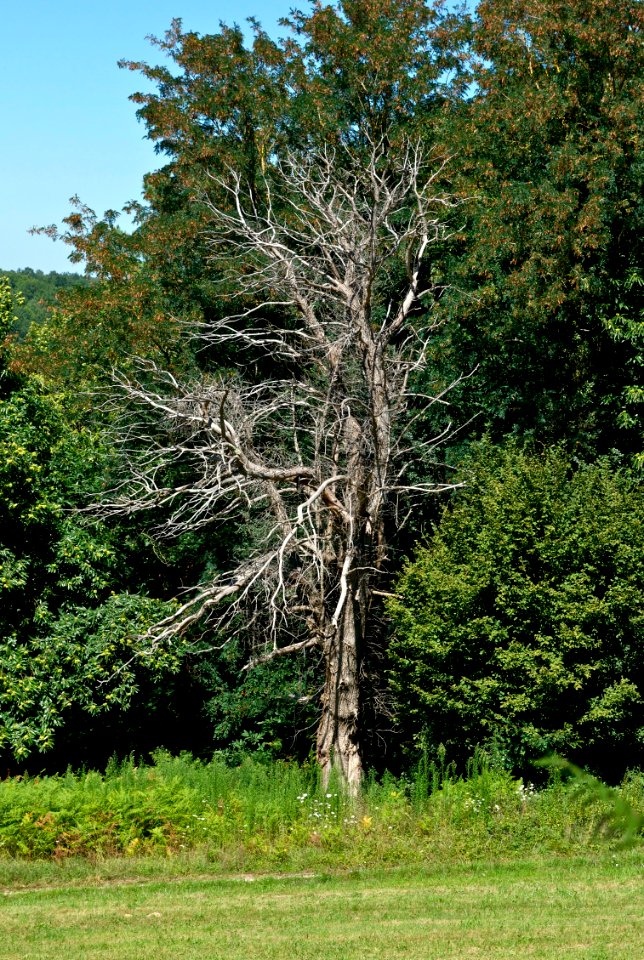 Dead tree dordogne