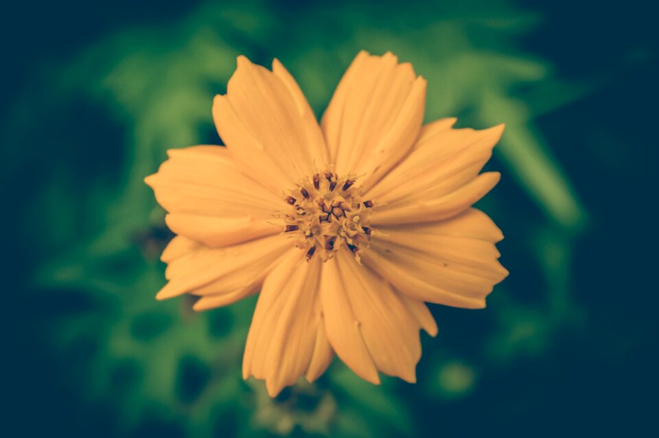 Background floral beautiful