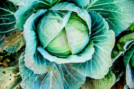 Organic vegetarian agriculture