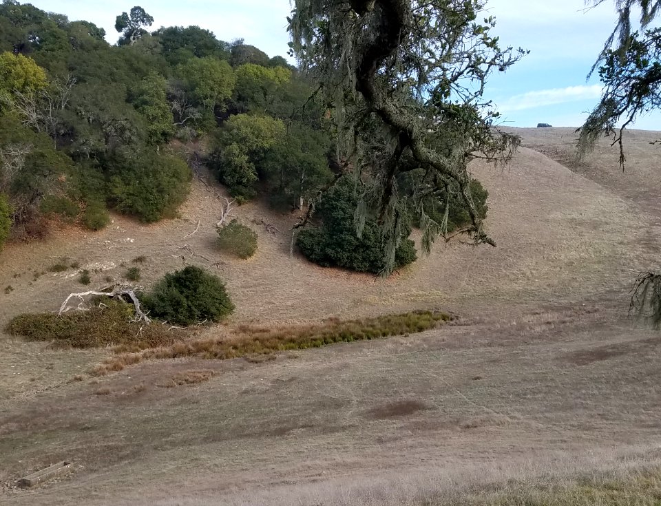 Cooper Creek spring on Hayward fault