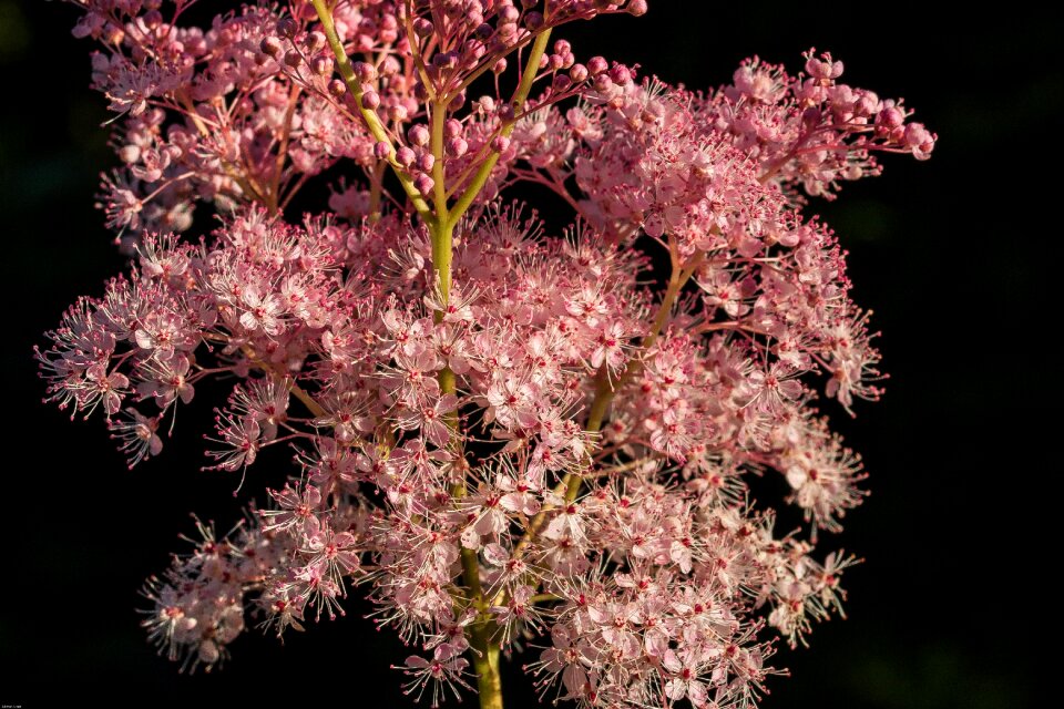 Flower roses dropwort