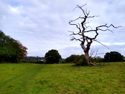 Dead tree on the Oak Trail