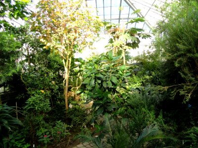 Cool Temperate House - Lyman Plant House, Smith College - DSC04361
