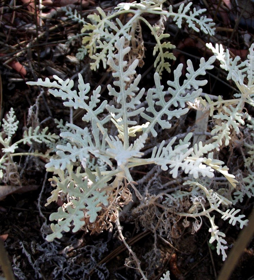 Constancea nevinii