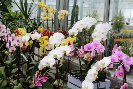 Botany tropical plant