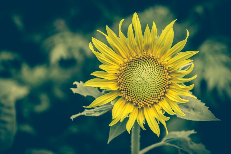 Background floral beautiful