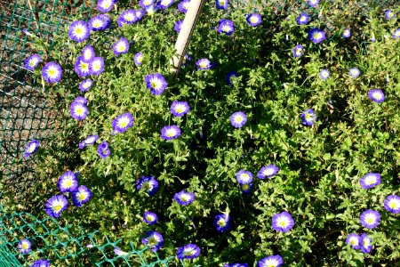 Convolvulus tricolor - Bergianska trädgården - Stockholm, Sweden - DSC00213