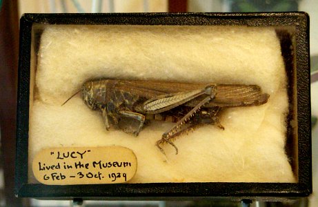 DeadPetLucy