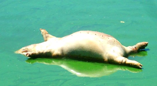 Dead pig floating in water
