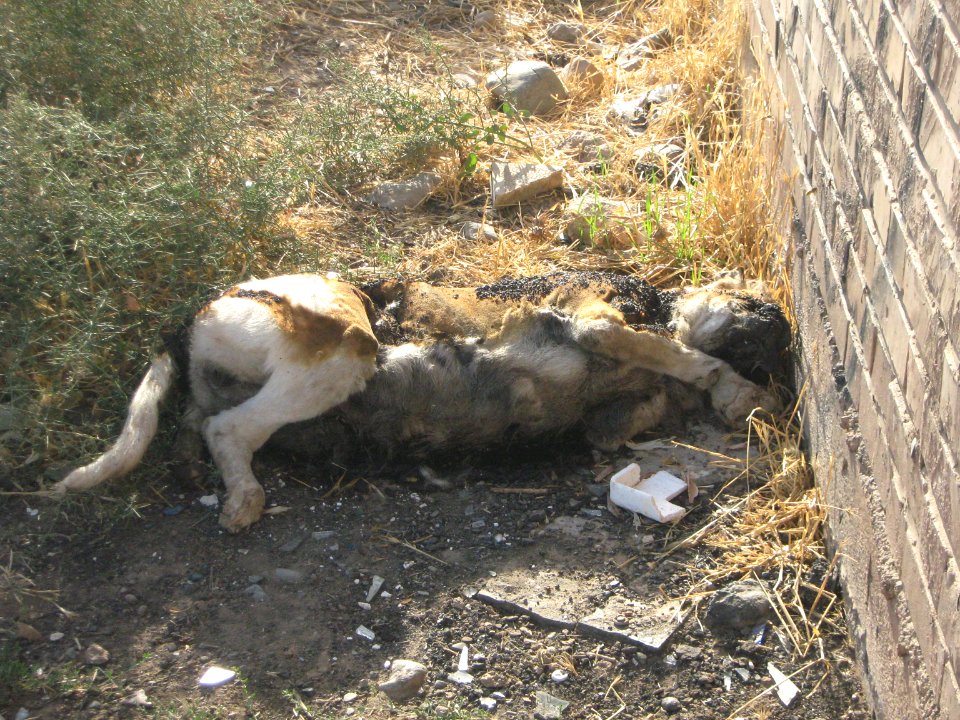 Dead Dog - Near Hakim Hospital of Nishapur 2