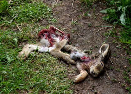 Dead hare Nuottasaari Oulu 20150708