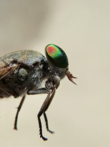 Tabanid insect eye sting photo