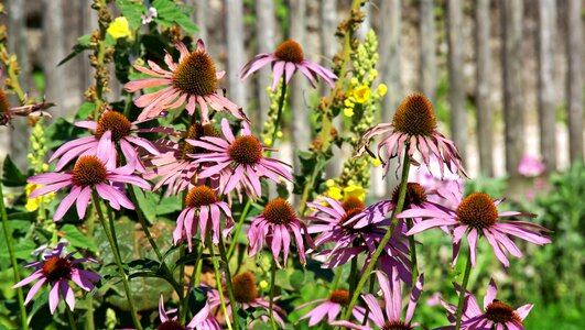 Coneflower flourished from faded photo
